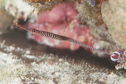 BD-120420-Fury-Shoal-5761-Dunckerocampus-multiannulatus-(Regan.-1903)-[Many-banded-pipefish].jpg